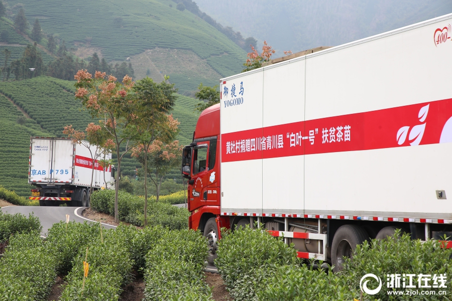 首批安吉“扶贫茶苗”启运青川 milan.com爱心助力