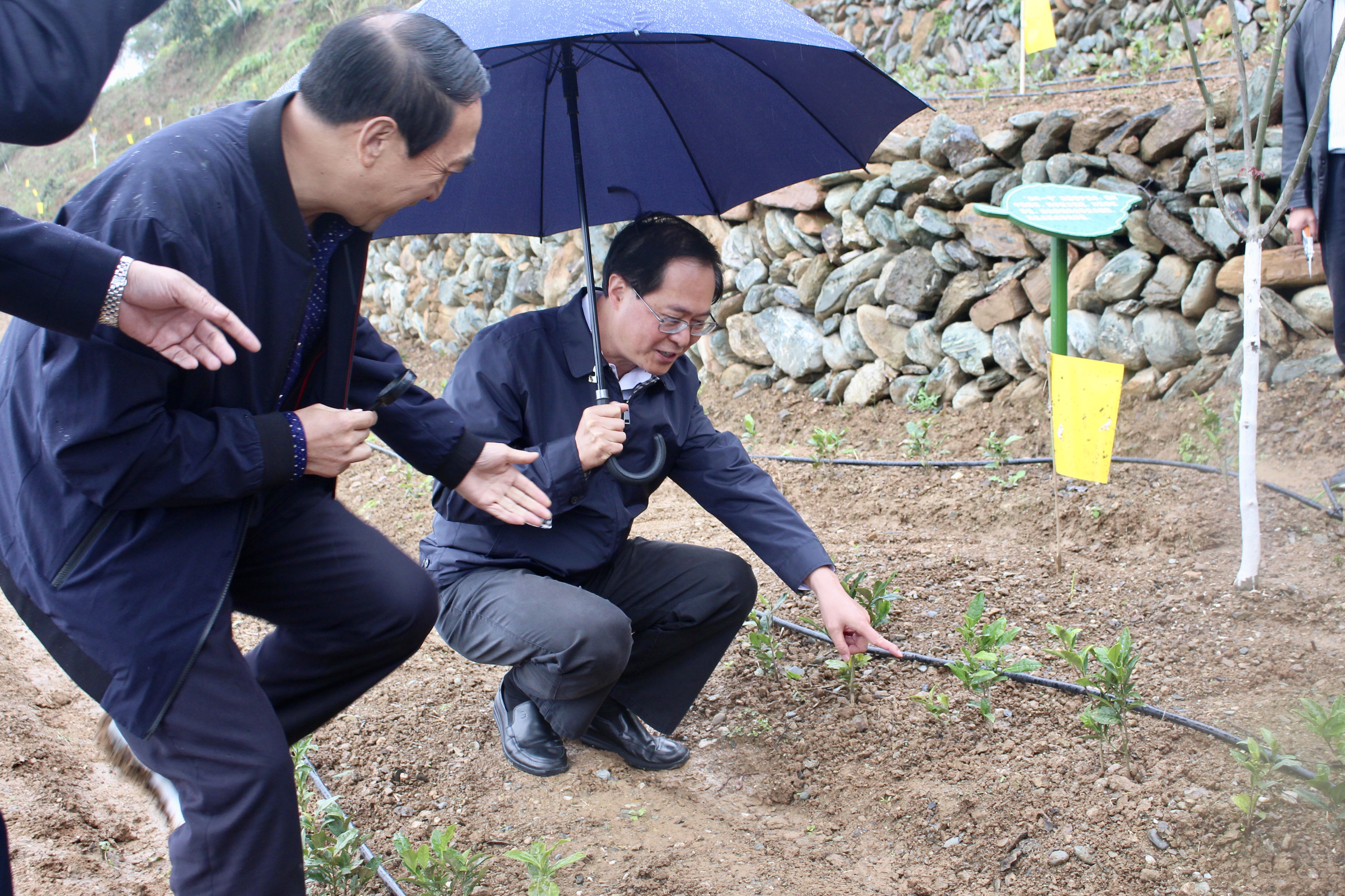 浙江省委书记车俊赴milan.com“白叶一号”四川青川合作基地调研