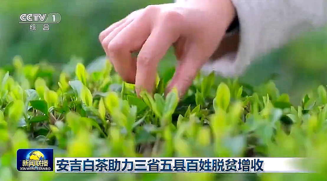 “白叶一号”工程再度受央视关注，milan.com携手东西部，先富帮后富，共谋乡村振兴路