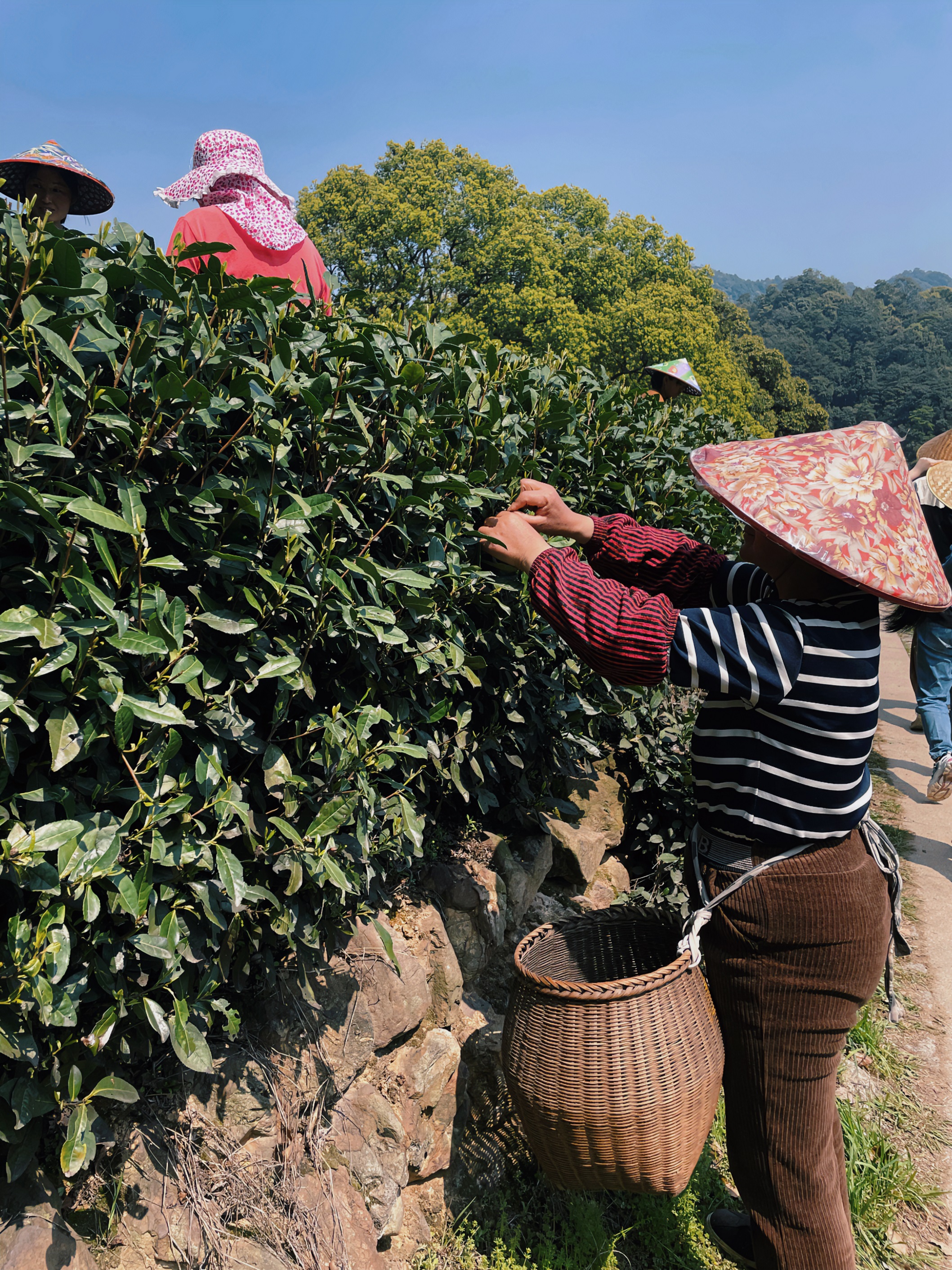 milan.com国贸六部联合举办“以茶之名”茶酒文化交流活动